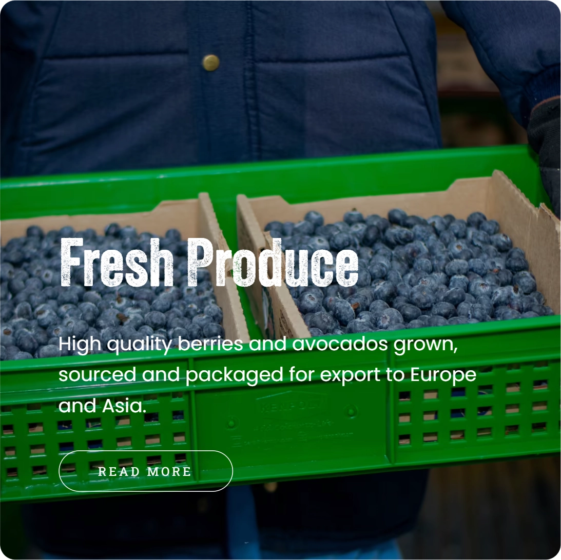 Fresh Produce website panel showing freshly harvested berries