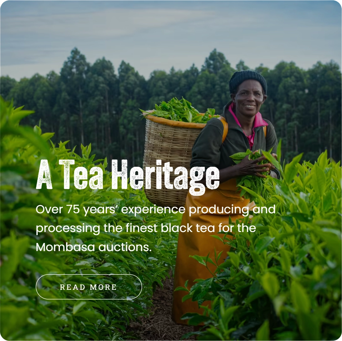 A Tea Heritage webpage with tea harvesting photography